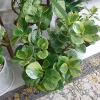 گل های شاداب|گل و گیاه طبیعی|ابهر, |دیوار