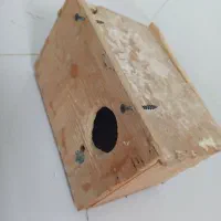 مرغ عشق|پرنده|سردشت, |دیوار