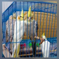 جوجه عروس هلندی  .