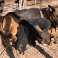 توله ژرمن کلاسیک|سگ|رباط‌کریم, پرندک|دیوار