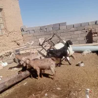 بز خارجی|حیوانات مزرعه|کبودرآهنگ, |دیوار