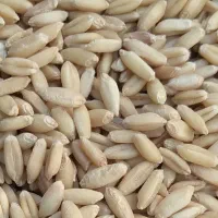 گندم بهار  . آذر ۲ دیمه بوجاری شد