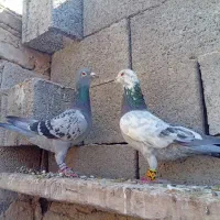 نر ماده پلاکی|پرنده|جهرم, |دیوار