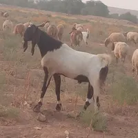 بز فقانی درجه یک