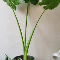 گل بابا ادم استوایی تنه سبز