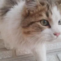 گربه|گربه|کرمانشاه, |دیوار