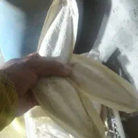 کف دریا