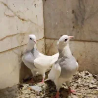کفتر طوقی آبی|پرنده|یزد, |دیوار