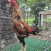 خروس و مرغ لاری