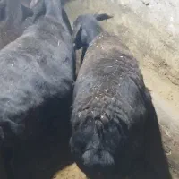 یجفت میش|حیوانات مزرعه|چادگان, |دیوار