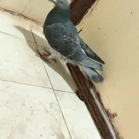 کفتر|پرنده|بیرجند, |دیوار