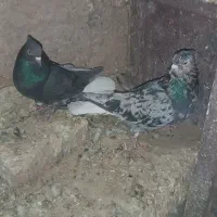 سور دمسفید و زاغ