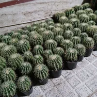 کاکتوس اچینو|عمده‌فروشی|قرچک, مهدیه|دیوار