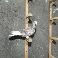 شازده سبز تهرانی سار سرخ تهرانی پلاکی|پرنده|مشهد, گلبرگ|دیوار