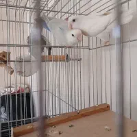 طوطی برزیلی جفت