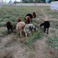 توقلی سالم|حیوانات مزرعه|آق قلا, |دیوار