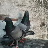 یک جفت انگلیسی به شرط همه چی