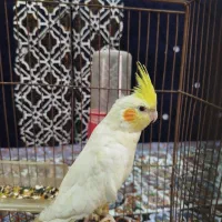 لاعروس پاریس|پرنده|کارون, |دیوار