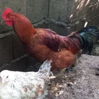 خروس سنگین وزن بزرگ|حیوانات مزرعه|سلمانشهر, |دیوار