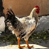 خروس رسمی جوان