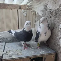 کبوتر تهرانی