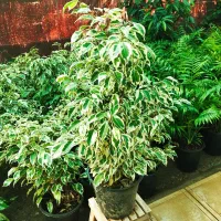 بنجامین ابلق ،گل و گیاه آپارتمانی