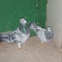 پلاکی|پرنده|نهبندان, |دیوار