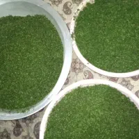 سبزی خرده شده عسل|خوردنی و آشامیدنی|کلاله, |دیوار