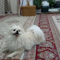 سگ پامر نر خرسی ۸ ماهه