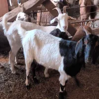 فروش بز داشتی ونربز غاله داشتی و گوشتی