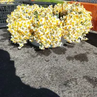 گل نرگس شاخه7500|گل و گیاه طبیعی|بیرجند, |دیوار