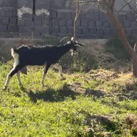 بز سانن|حیوانات مزرعه|محمدشهر, محمدشهر|دیوار