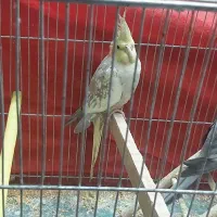 عروس هلندی مولد