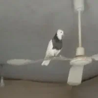 فروش ۲۵کبوترطوقی همه رنگه