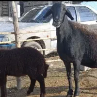 گوسفند شراکتی