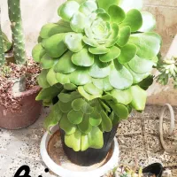 گل‌های اپارتمانی