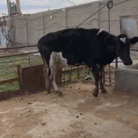 ماده گاو ۲۵ کیلو شیر