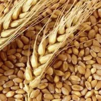 گندوم تخمی برای کاشت عالی