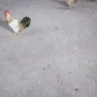 خروس محلی جوان|حیوانات مزرعه|ماسال, |دیوار