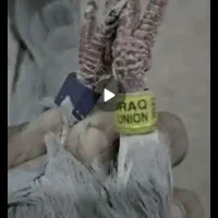 پلاکی عراق|پرنده|اهواز, کارون|دیوار