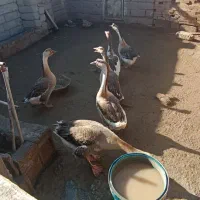 قاز آفریقای