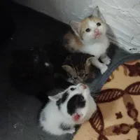 واگذاری بچه گربه رایگان