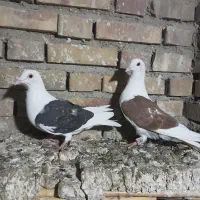 چهارتا کبوترناجلد