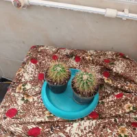 چندتاگل طبیعی|گل و گیاه طبیعی|میاندوآب, |دیوار