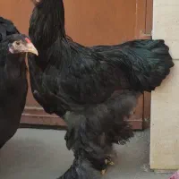خروس برهما مشکی 4ماهه
