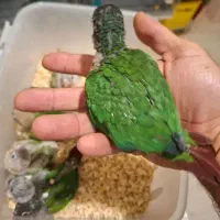 گرینچیک سریلاکی