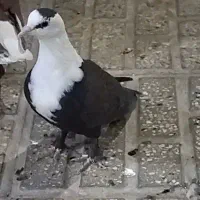 کفتر کلاغ. کله سفید . نر