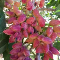 پسته تازه ارسال رایگان