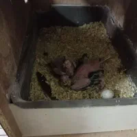 یک جفت عروس هلندی مولد|پرنده|کهریزک, |دیوار