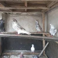 تعدادی ۲۳تاکفتر پرشی دونه ای ۳۰۰ به بالا|پرنده|آمل, |دیوار